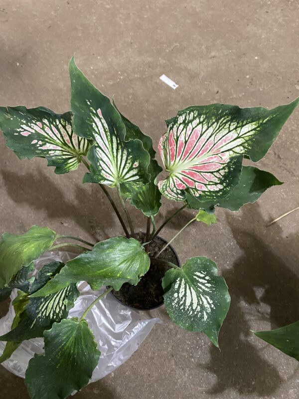 6" Caladium Thai Pink