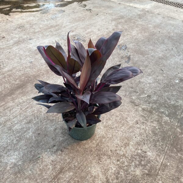 6" Cordyline Calypso Queen