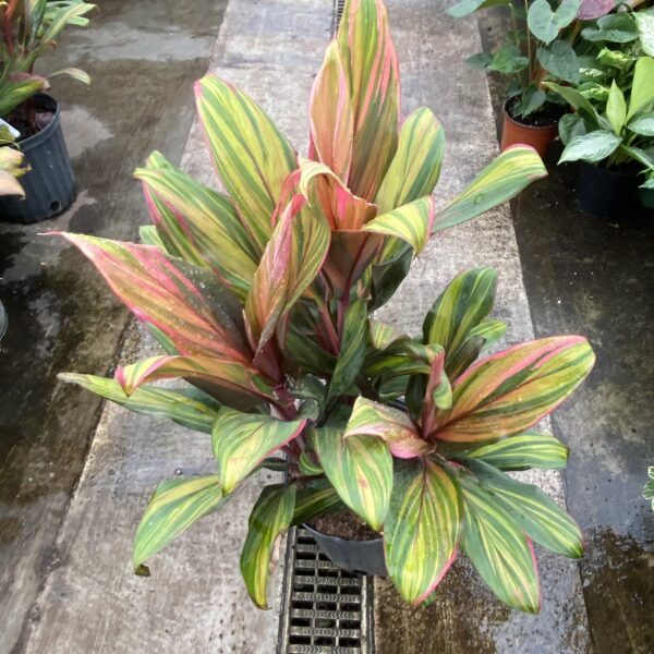 10" Cordyline Harlequin