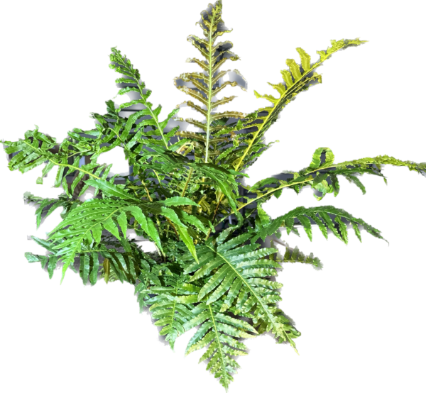 8" Fern Volcano