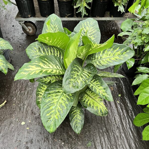 10" Dieffenbachia Tropic Snow
