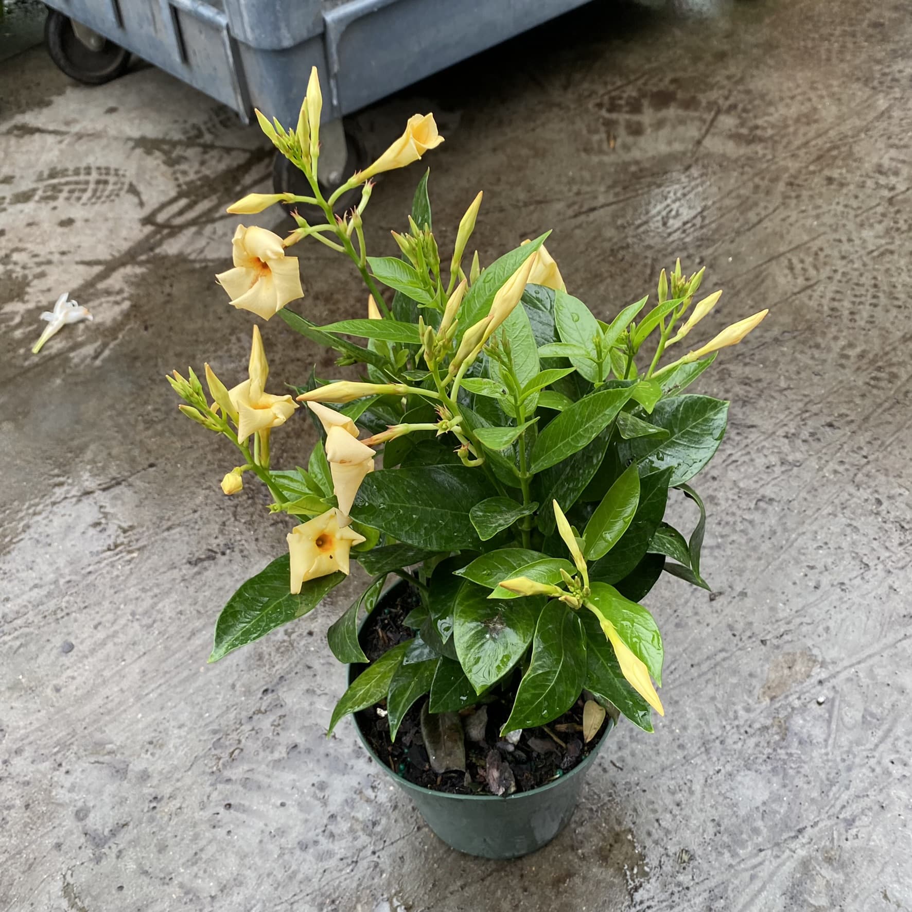 6″ Dipladenia Yellow The (KC) Plant Factory