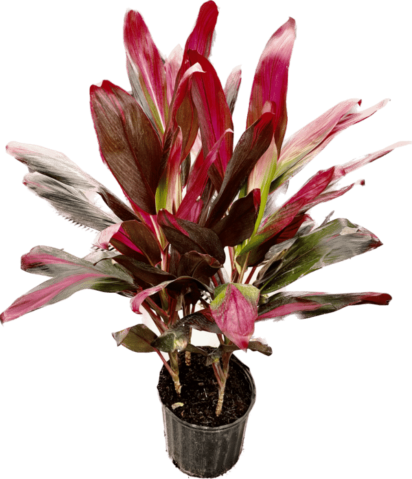 10" Cordyline Florica