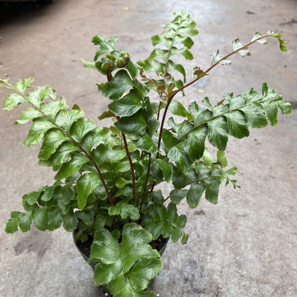 4" Fern Mahogany