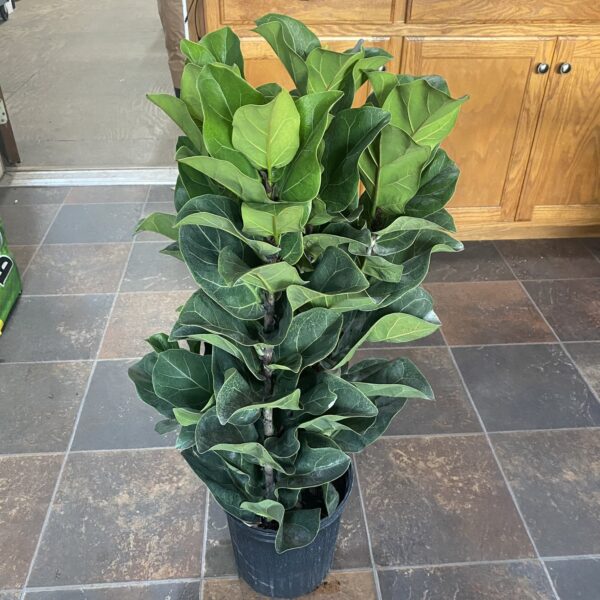 8" Fiddle Fig Little (Bush)