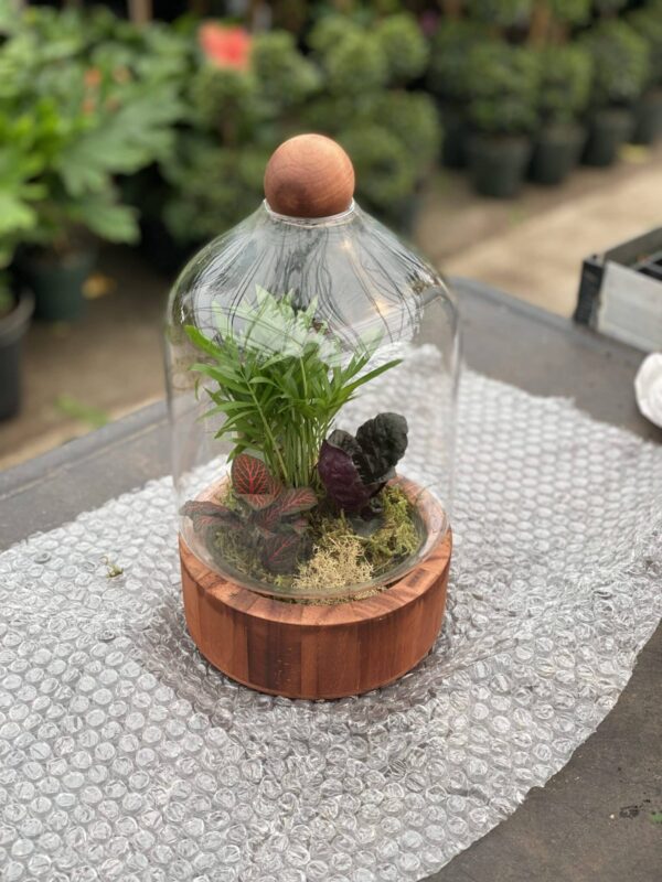 Glass Terrarium Wood Base (Med)