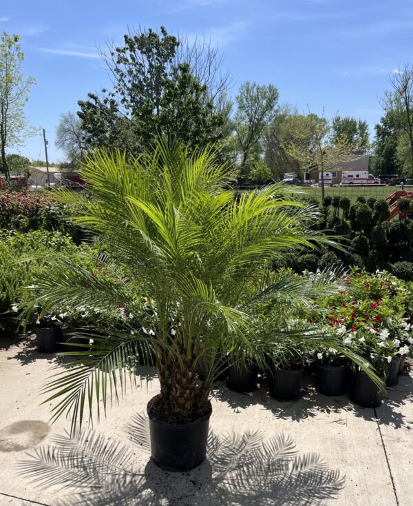 14" Palm Robellini