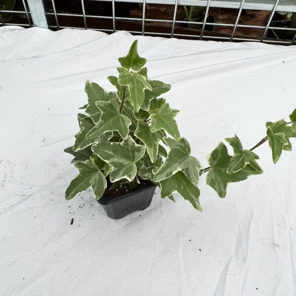 3" Ivy White