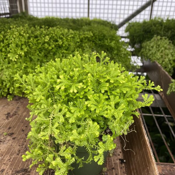 4" Moss Selaginellas Gold