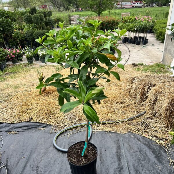 10" Mandevilla Blush Pink (Tree)