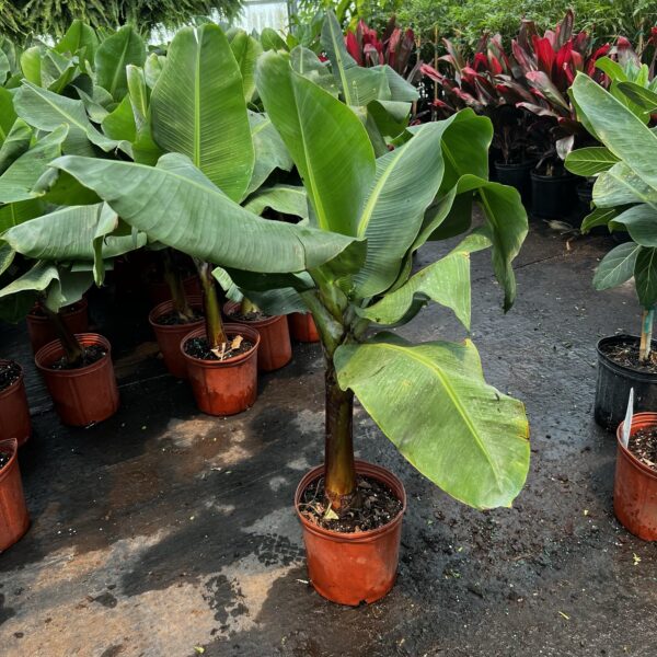 10" Banana Tree Cavandish
