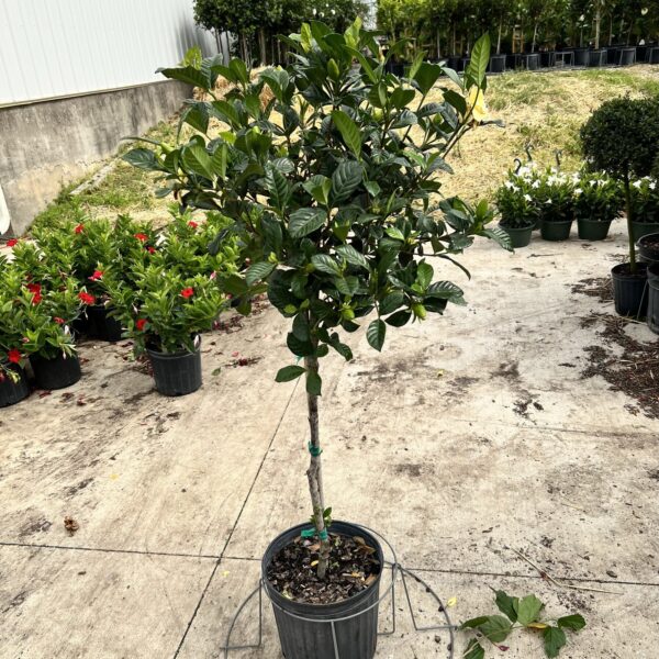 12" Gardenia (Tree)