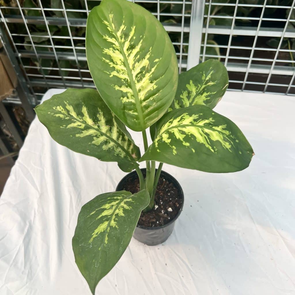 4 Dieffenbachia Tropic Snow The KC Plant Factory 4 Dieffenbachia Tropic Snow The KC Plant Factory