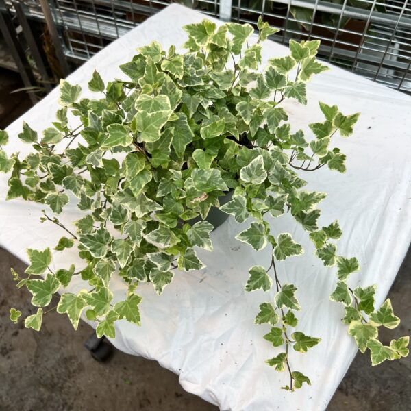 6" Ivy White
