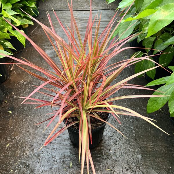8" Dracaena Colorama