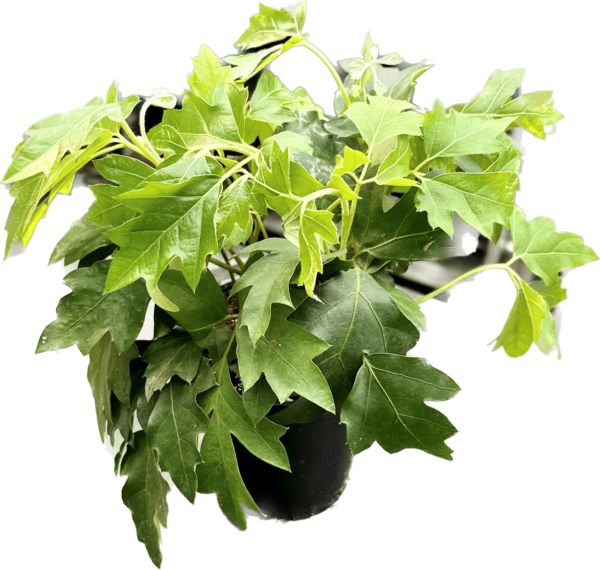 4" Ivy Oak