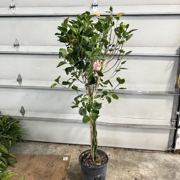 14" Hibiscus Multi-Color (Braid)