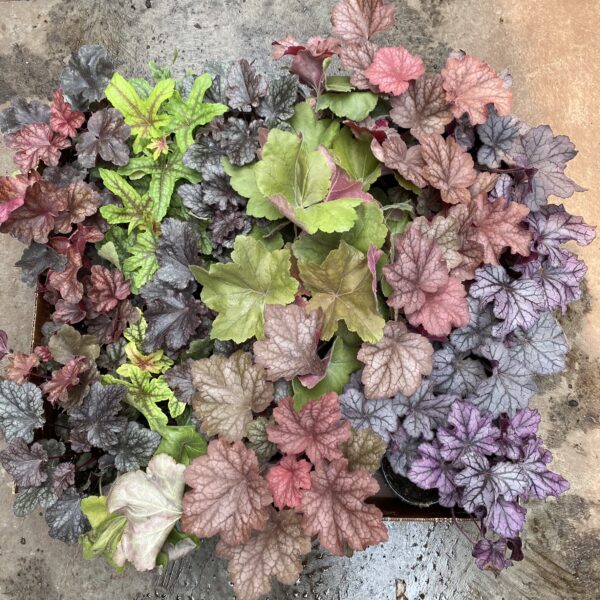 4" Heuchera Coral Bells