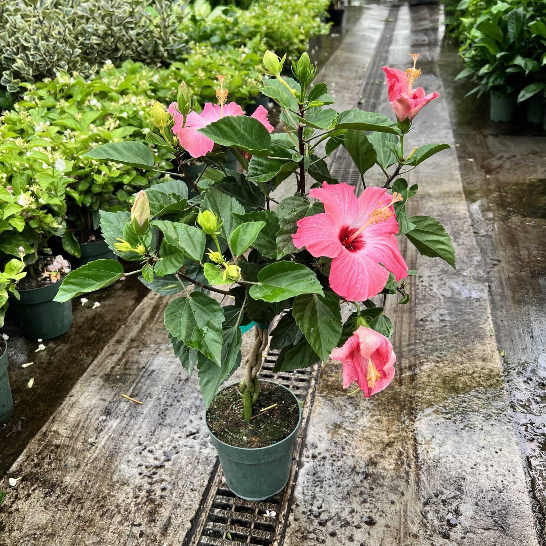 Painted Lady Pink Hibiscus Bush for Sale