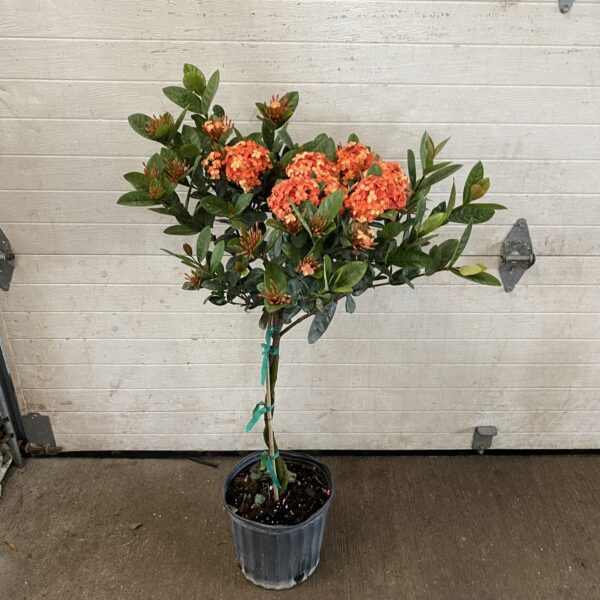 10" Ixora Orange (Braid)