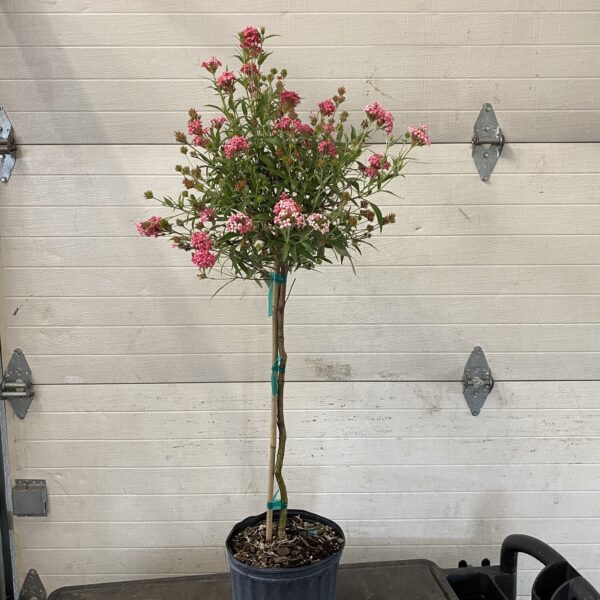 10" Ixora Pink (Tree)