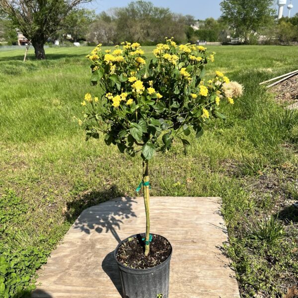 10" Lantana Yellow (Tree)
