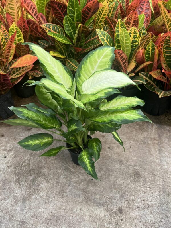 4" Dieffenbachia Maculata