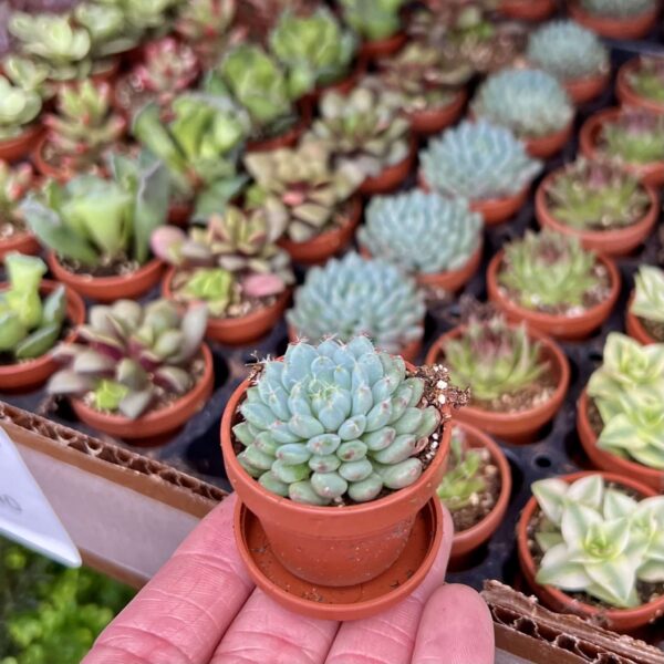 1" Succulent Mix