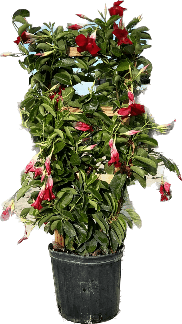 10" Mandevilla Pretty Red (Trellis)