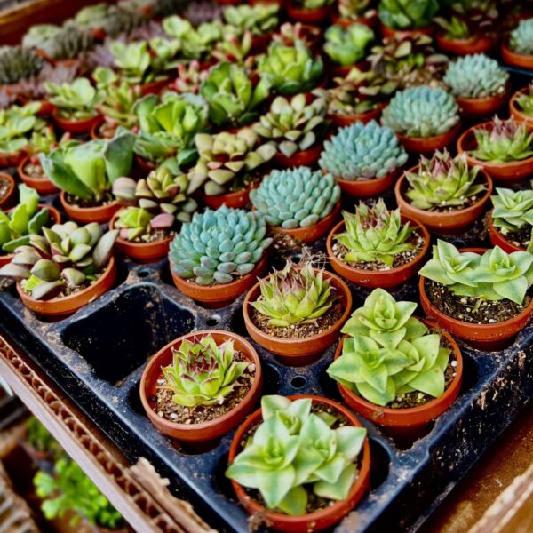 1" Succulent Mix - Image 2