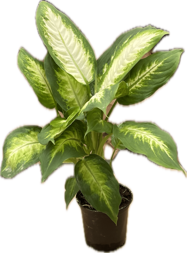 4" Dieffenbachia Camille
