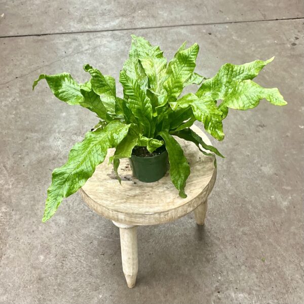 4" Fern Crocodyllus