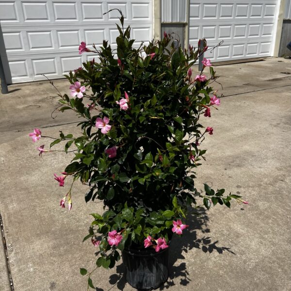 10" Mandevilla Trellis - Image 2