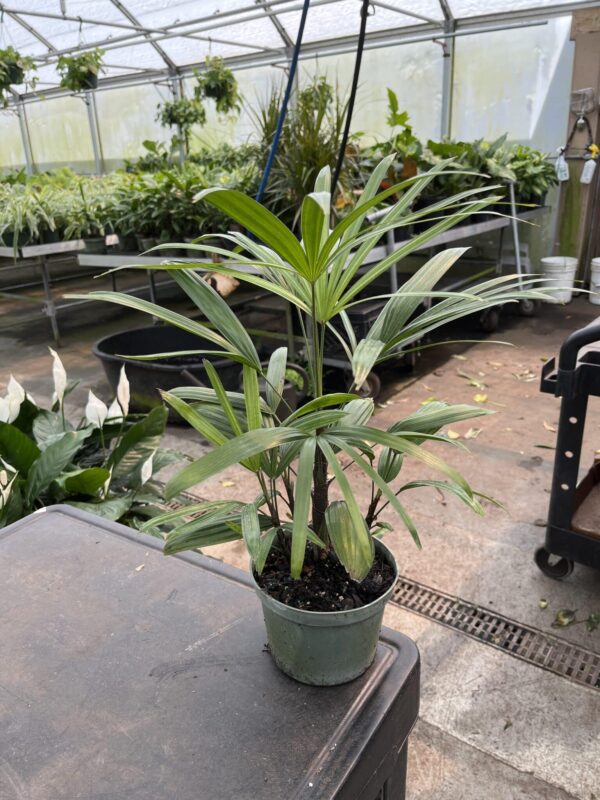 6" Palm Rhapis