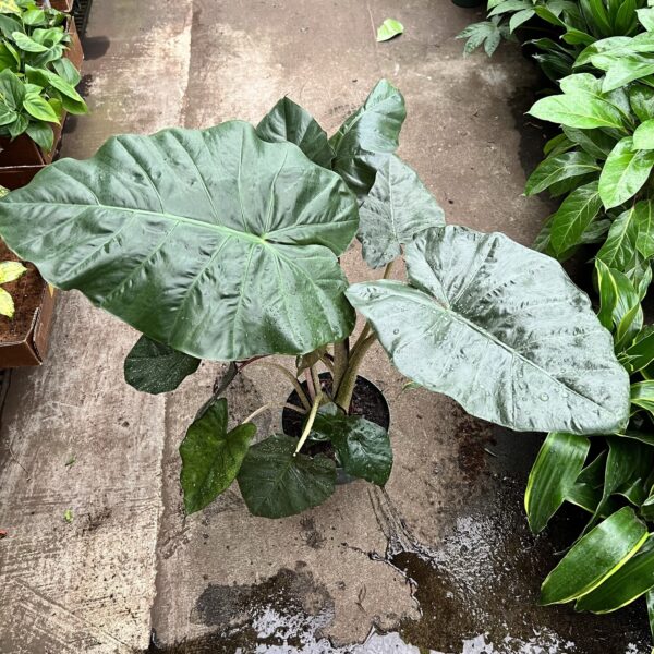 8" Alocasia Kuching Mask