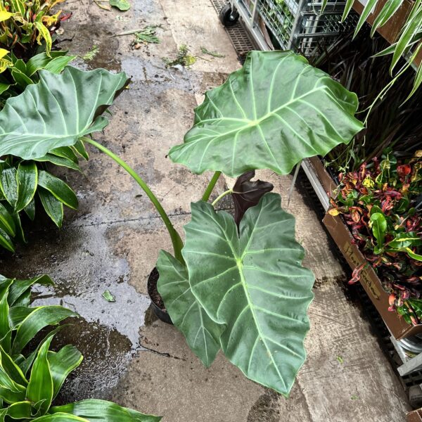 8" Alocasia Mayan Mask