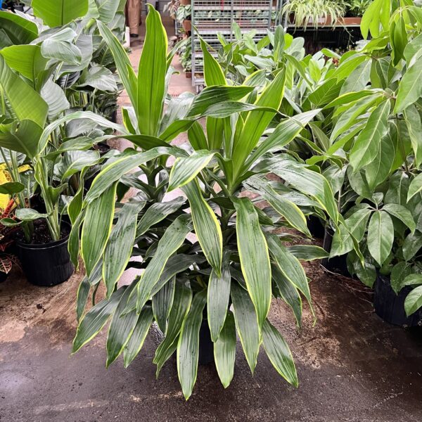 10" Dracaena Art (Bush)
