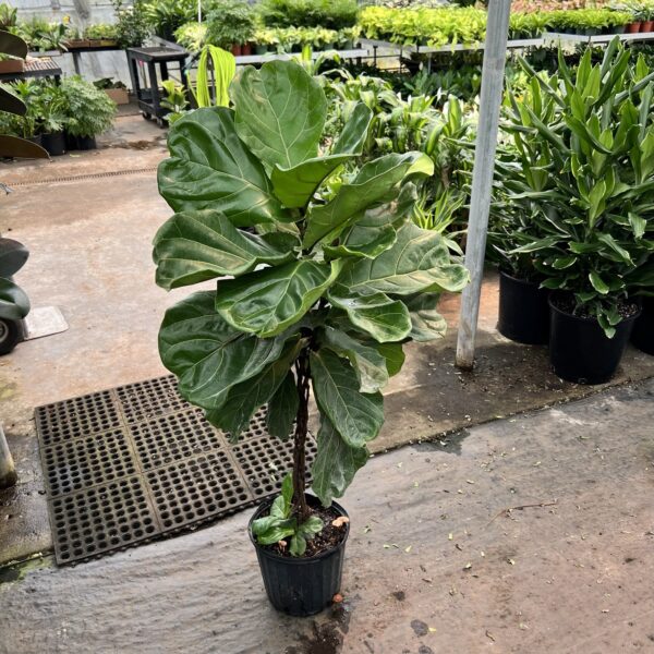 10" Fiddle Fig (Braid)