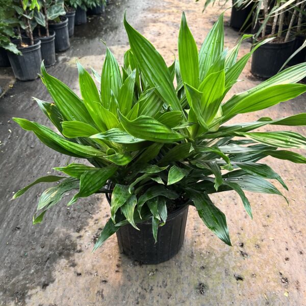 10" Dracaena Green Jewel (Bush)