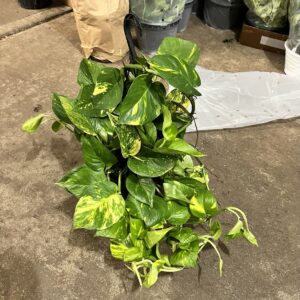 10" HB Pothos