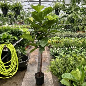 10" Fiddle Fig Lyrata (Tree)