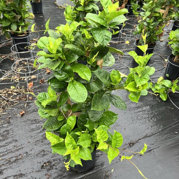 10" Mandevilla Trellis