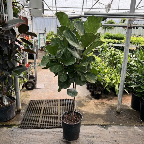 12" Fiddle Fig (Tree)