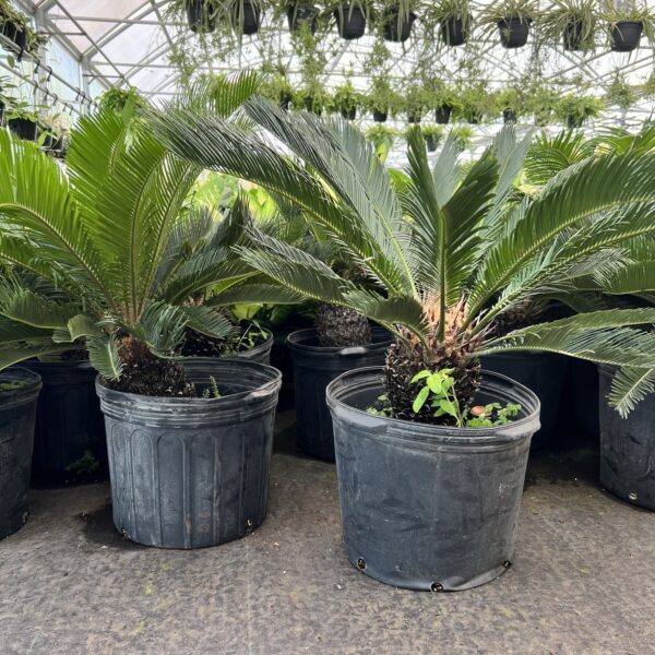 14" Palm Sago - Image 2