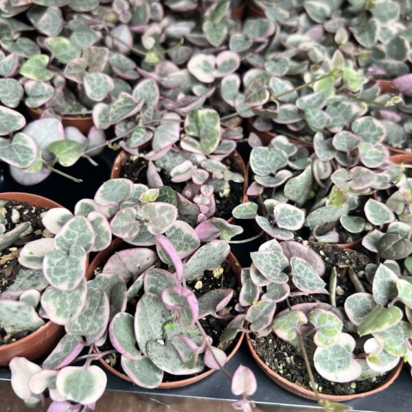 2" String of Hearts Variegated