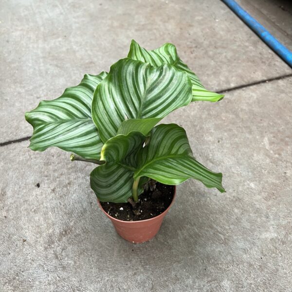 4" Calathea Orbifolia