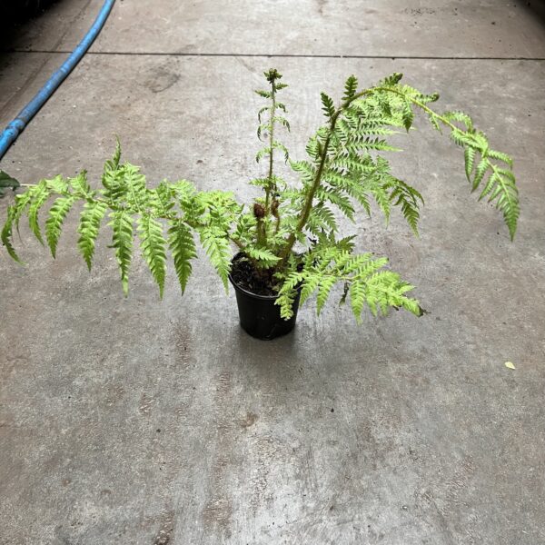 4" Fern Australian Tree