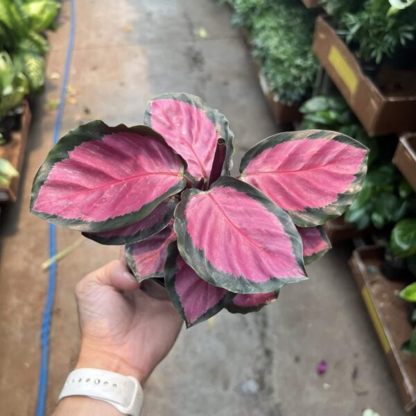 4" Calathea Silva