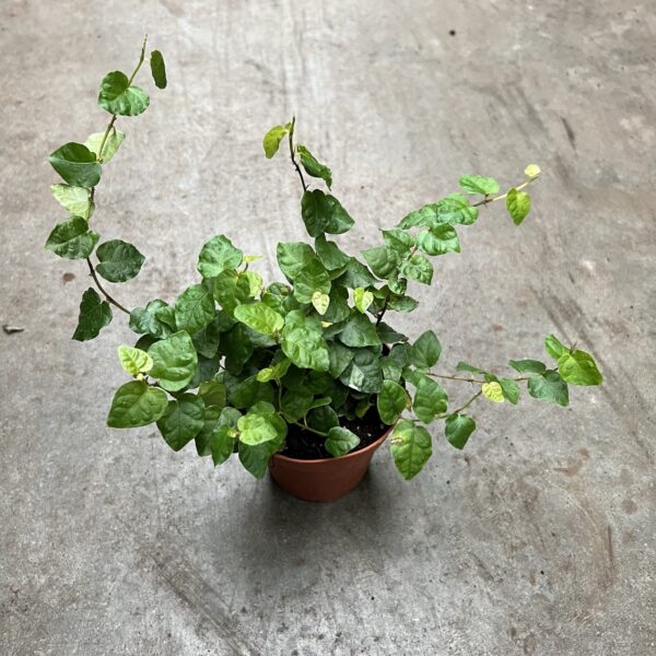 4" Creeping Charlie