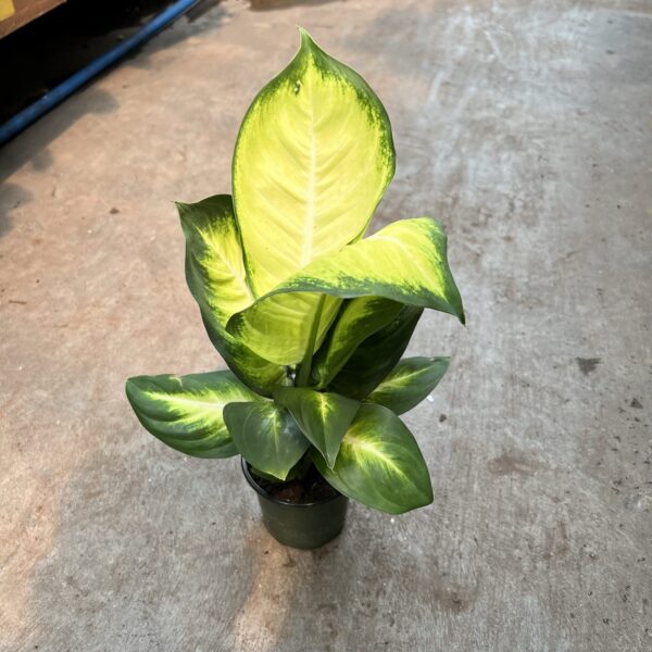 4" Dieffenbachia Tropic Marianne